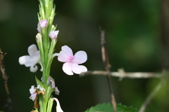 Svensonia hyderabadensis